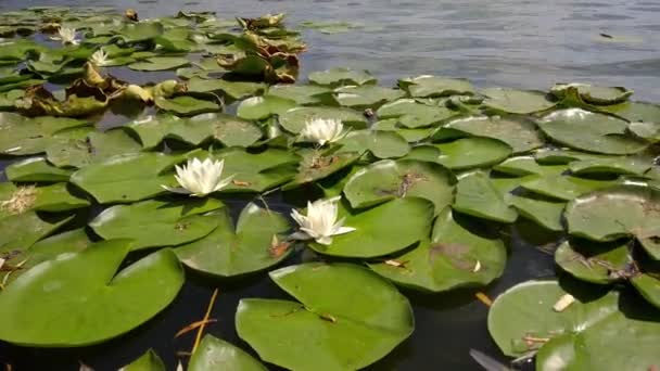 Waterlelies Bloei Een Meer Augustus — Stockvideo