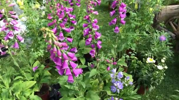 Close View Pink Foxglove Flowers Digitalis Purpurea Spring Garden — Stock Video