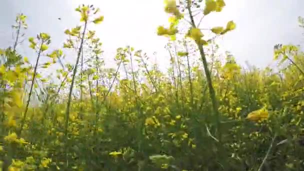 Wandern Einem Blühenden Rapsfeld Aus Nächster Nähe Schießen Von Einem — Stockvideo