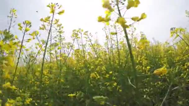 Caminando Campo Colza Floreciente Disparando Cerca Desde Punto Bajo Entre — Vídeo de stock