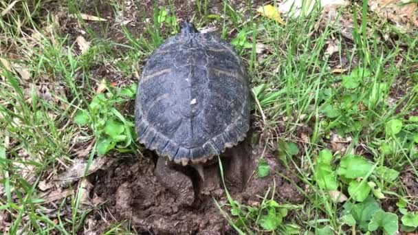 Tartaruga Orelhas Amarelas Trachemys Scripta Scripta Postura Ovos Todo Chão — Vídeo de Stock