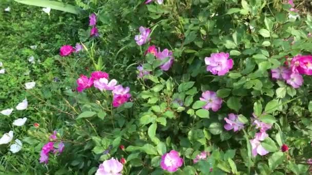 Rosa Hundsrosenstrauch Gemischt Mit Anderen Wildblumenarten — Stockvideo