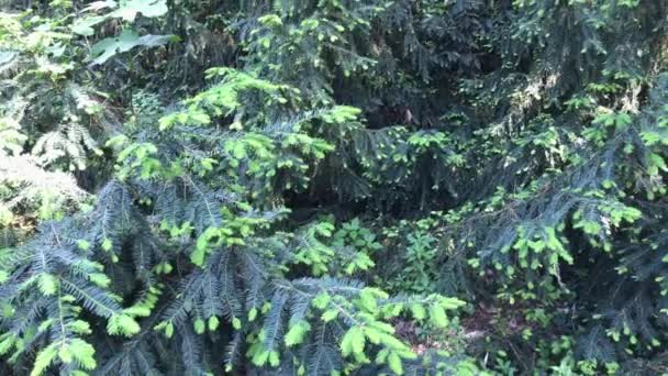 Gros plan des branches de pin avec une nouvelle croissance pendant la saison printanière .