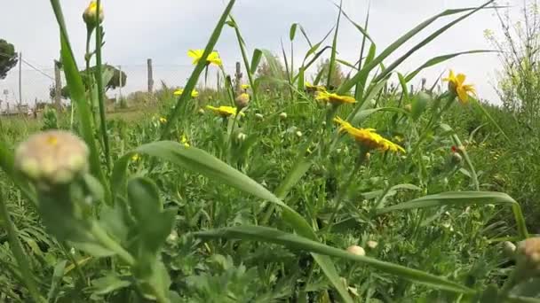 Caminhando Campo Com Margaridas Amarelas Atirando Perto Ponto Baixo Entre — Vídeo de Stock