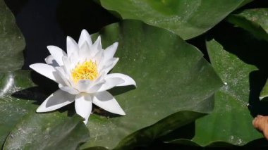 Avrupa Beyaz Nilüfer (Nymphaea alba), Neptun, Romanya'da bir gölde doğal bir ortamda yakın çekim.