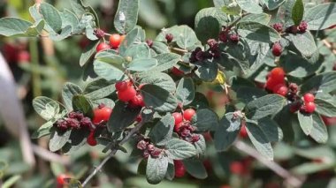 Dağ muşmulası bitki, çiçekli bitkiler rose ailesindeki bir cins hawthorns, firethorns, photinias ve rowans ilgili. 