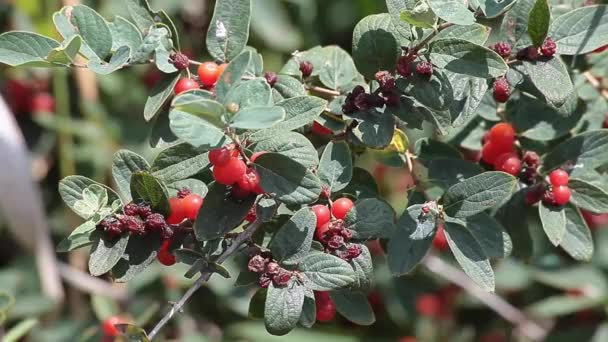 Cotoneaster Φυτό Ένα Γένος Ανθοφόρων Φυτών Της Οικογένειας Των Ρόδων — Αρχείο Βίντεο