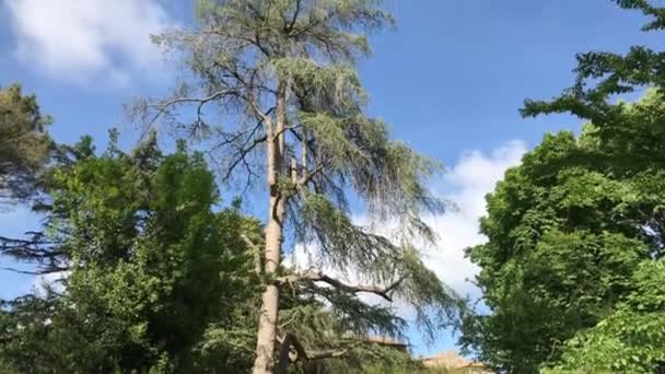 Stromy Proti Modré Obloze Slunečný Jarní Den — Stock video