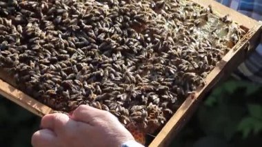Bir yığın çerçevesi, closeup görünümü içinde petek arı kolonisi.