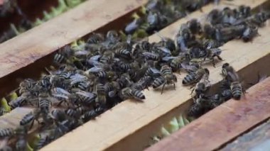 Arı kovanındaki peteğin üzerinde.