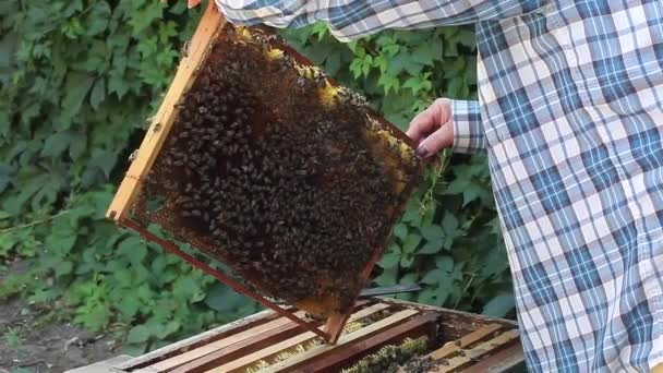 養蜂家の女性 Beehave の内部フレームの検査 — ストック動画