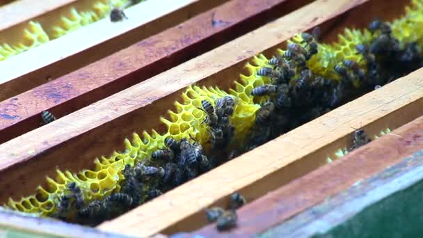 ハニカム構造の巣のミツバチ — ストック動画