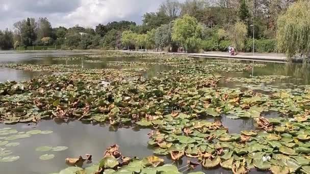 ルーマニア黒海沿岸でネプチューンの睡蓮のある小さな湖のビュー — ストック動画
