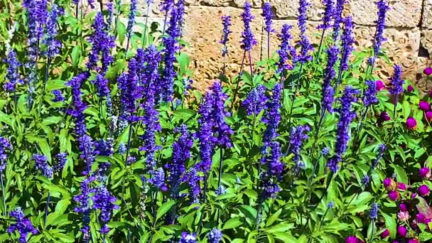 Purple Sage Flowers Park July — Stock Video