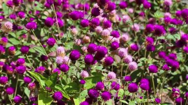 Flowerbed küre amaranth (Gomphrena globosa) ile bir yenilebilir bitki aile Ispanakgiller ile yuvarlak şekilli çiçek çiçeklenme.