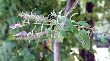 Solmuş Buddleja Davidii bitki de yaz Lila veya kelebek-çalı, süs bitkisi olarak kullanılan denir.