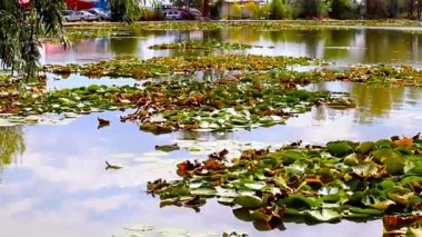 Nilüferler Neptun içinde ile küçük göl manzarasına tarihinde Karadeniz Sahil, Romanya.