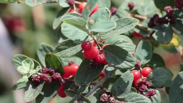 Cotoneaster Växt Ett Släkte Blommande Växter Familjen Rör Hawthorns Firethorns — Stockvideo