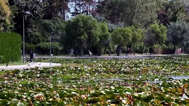 Estanque Con Nenúfares Gaviotas Volando Neptun Rumania — Vídeos de Stock