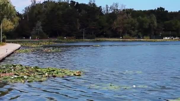 ルーマニア黒海沿岸でネプチューンの睡蓮のある小さな湖のビュー — ストック動画