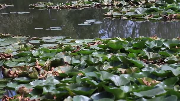 화이트 Nymphaea 그들의 환경에서 — 비디오