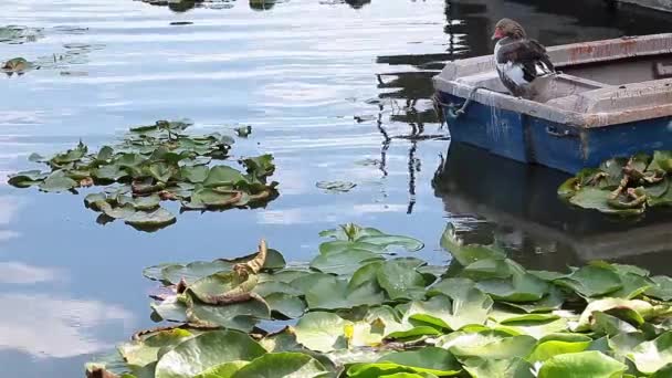 池塘覆盖着睡莲 一只鹅在一艘旧木船上休息 — 图库视频影像