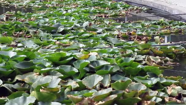 Tiges Pêche Appuyées Sur Des Feuilles Nénuphar Dans Petit Étang — Video