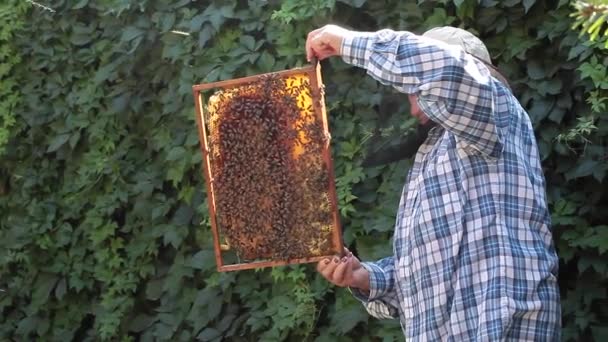 Pszczelarz Starszy Kobieta Wyjęcie Gałęzi Inspekcji Ramki Pszczół Pełnej — Wideo stockowe