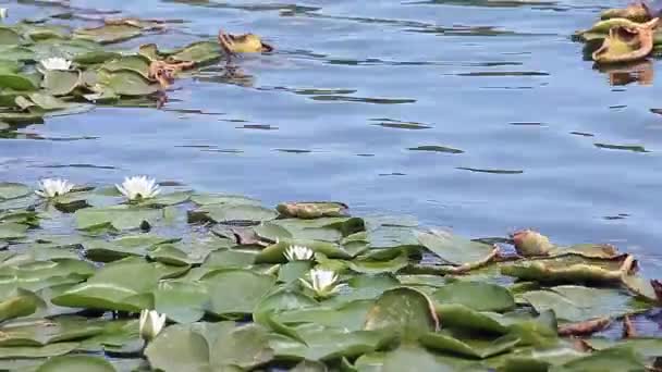 European White Water Lilies Nymphaea Alba Natural Environment — Stock Video