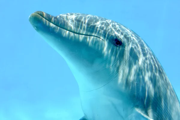 Delfin víz alatti — Stock Fotó
