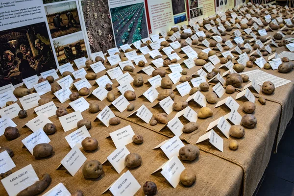 Potato Exhibition Eataly Rome — Stock Photo, Image