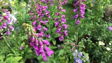 Pembe Foxglove Digitalis purpurea