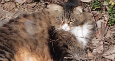 Sevimli Sibirya kedisi bahçede döşeme ve güneşin tadını çıkarın.