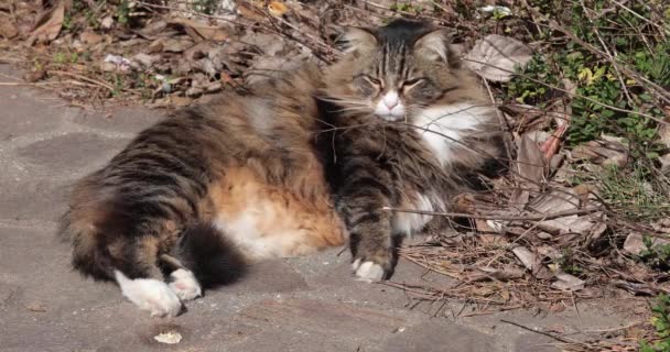 Lazy Siberian Cat Rolling His Back Garden Enjoying Sun — Stock Video