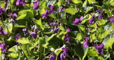 Mart ayında bir bahçede taze menekşe Ler Viola odorata Yatak.