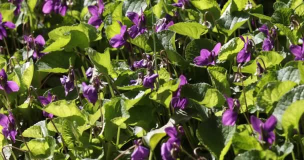 Cama Violetas Frescas Viola Odorata Jardín Marzo — Vídeos de Stock