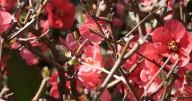 Bush Japon ayva Chaenomeles japonica yaygın olarak yetiştirilen bir dikenli yaprak döken çalı - Bahçe için dekoratif bitkiler