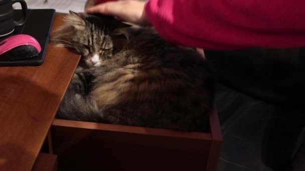 Chat Sibérien Drôle Dormant Dans Tiroir Bureau Appréciant Les Caresses — Video