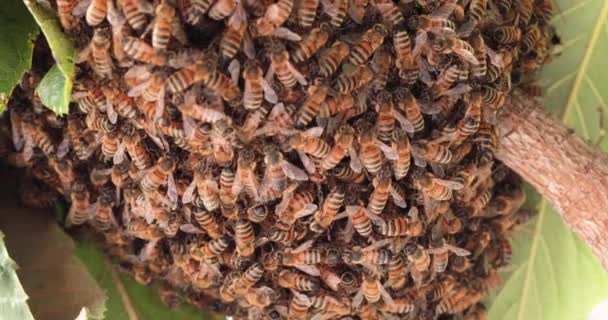 女王蜂を守る木の中で働くミツバチの群れ — ストック動画
