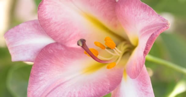 Bloem Van Trompet Lily Uit Variëteit Roze Perfectie Bloeien Mid — Stockvideo