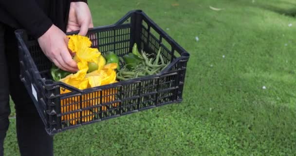 庭から新鮮に選んだズッキーニの花 緑の豆 ピーマンとプラスチック製の箱を持っている女性 — ストック動画