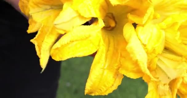 Visão Muito Próxima Uma Mão Segurando Monte Flores Abobrinha Frescas — Vídeo de Stock