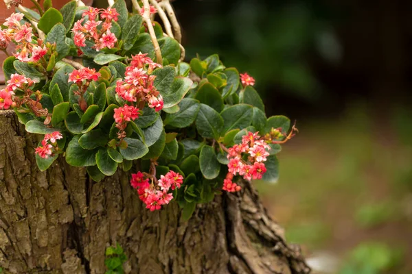 Kalanchoe Květ Feldiana Rostlina Kmeni Stromu Zahradě — Stock fotografie