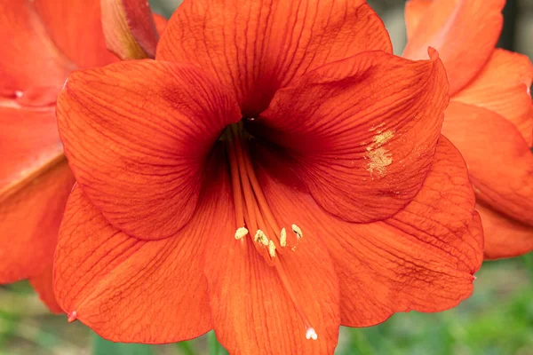 Amaryllis Red Pearl Hippeastrum Bloom Close Seup Shot — стоковое фото