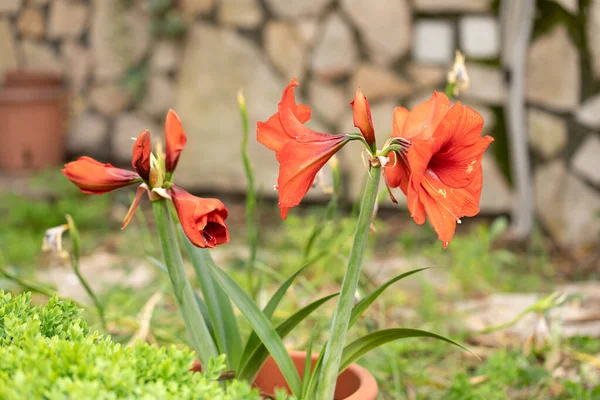 Amaryllis Red Pearl Hippeastrum Planta Jardín Amaryllis Red Pearl Planta Imagen de archivo