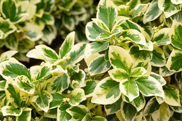 Detail Odrůdy Euonymus Japonicus Sunny Vychutnejte Velmi Studený Odolný Keř — Stock fotografie