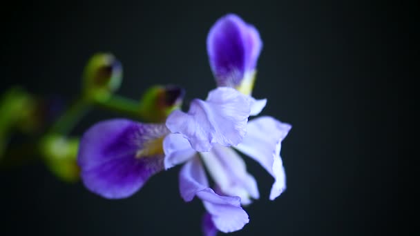 Όμορφη βιολετί ίριδας λουλούδι — Αρχείο Βίντεο