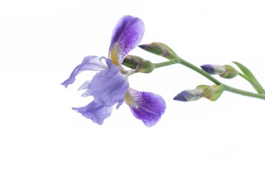 Güzel Menekşe iris çiçeği