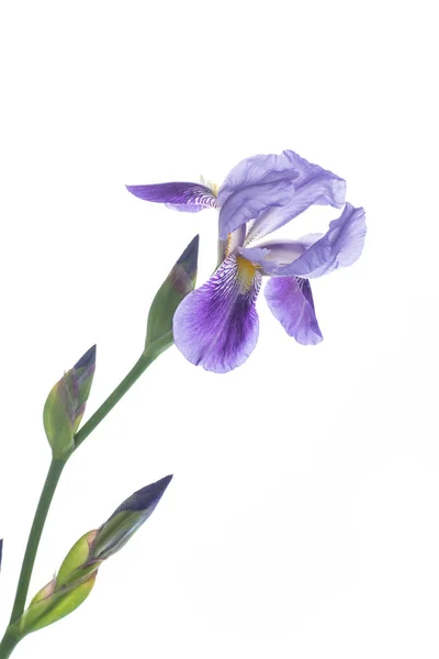 Hermosa flor de iris violeta — Foto de Stock