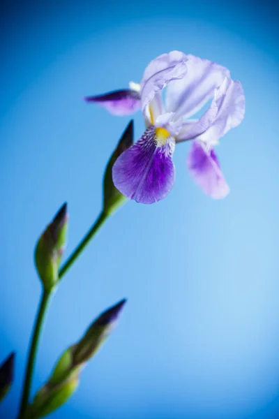 Bellissimo fiore di iris viola — Foto Stock